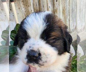 Medium Saint Bernard