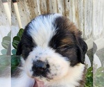 Puppy GREEN Saint Bernard