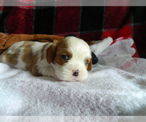 Medium Cavalier King Charles Spaniel