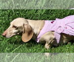 Small #2 Dachshund