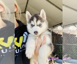 Siberian Husky Puppy for sale in BAKERSFIELD, CA, USA