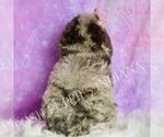 Small #4 Poodle (Miniature)