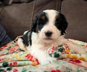 Bernedoodle (Miniature) Puppy for sale in LEETONIA, OH, USA