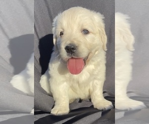 Golden Retriever Puppy for sale in SANTA ANA, CA, USA