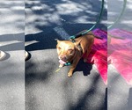 Small #19 Chihuahua Mix