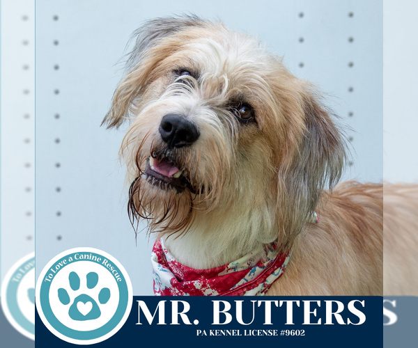 Medium Photo #6 Mutt Puppy For Sale in Kimberton, PA, USA