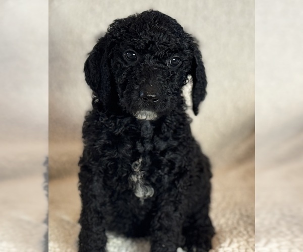 Medium Photo #1 Double Doodle Puppy For Sale in GREENFIELD, IN, USA