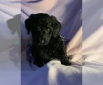 Small Photo #36 Goldendoodle Puppy For Sale in DYERSBURG, TN, USA