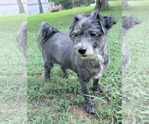 Mutt Dogs for adoption in Greenville, SC, USA