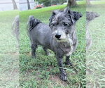 Maude - Female Mutt Dog for Adoption - Small photo