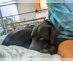 Small #1 German Shorthaired Pointer