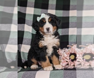 Bernese Mountain Dog Puppy for sale in NEW HOLLAND, PA, USA