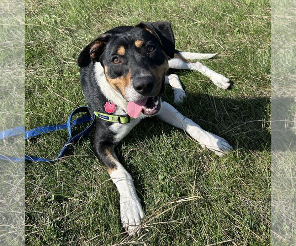 Medium Photo #15 Mutt Puppy For Sale in Fargo, ND, USA