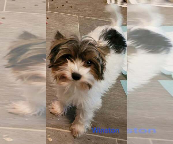 Medium Photo #1 Yorkshire Terrier Puppy For Sale in CONKLIN, NY, USA
