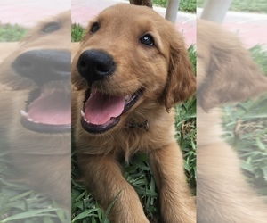 Golden Retriever Puppy for sale in SANTA ANA, CA, USA