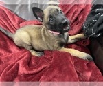 Small Photo #61 Belgian Malinois Puppy For Sale in REESEVILLE, WI, USA