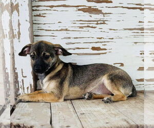 Chiweenie Dogs for adoption in Rockaway, NJ, USA