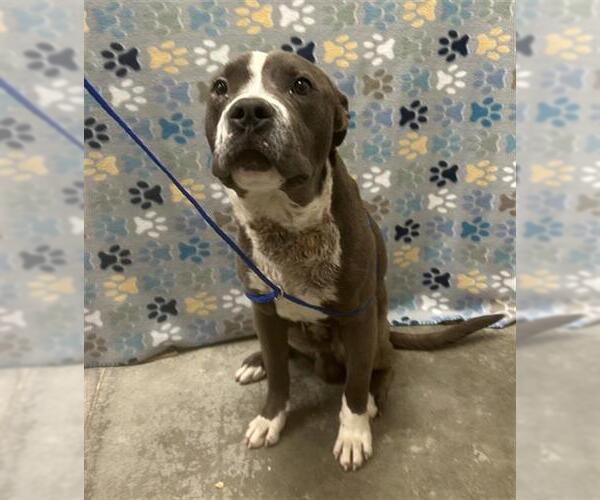 Medium Photo #1 American Staffordshire Terrier-Unknown Mix Puppy For Sale in Rosenberg, TX, USA