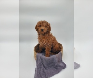 Medium Poodle (Miniature)