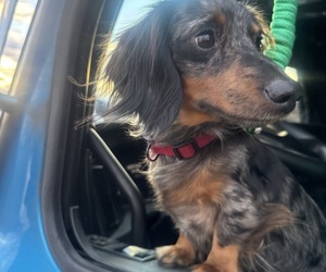 Father of the Dachshund puppies born on 11/06/2025