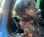 Small Photo #1 Dachshund Puppy For Sale in LUMBERTON, NC, USA