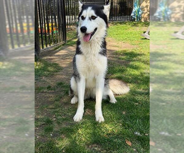 Medium Photo #1 Siberian Husky Puppy For Sale in Riverside, CA, USA