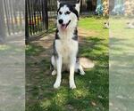Small Siberian Husky