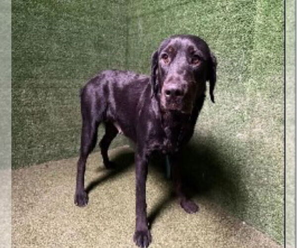 Medium Photo #3 Labrador Retriever Puppy For Sale in San Diego, CA, USA