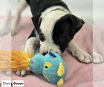 Small #2 American Pit Bull Terrier-Labrador Retriever Mix