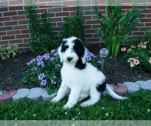 Poodle (Standard)-Shepadoodle Mix Puppy for sale in FREDERICKSBG, OH, USA