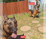Small #2 German Shepherd Dog Mix