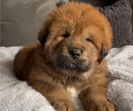 Puppy 1 Tibetan Mastiff