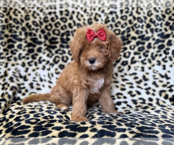 Medium Photo #5 Cavapoo (Miniature) Puppy For Sale in LAKELAND, FL, USA