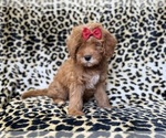 Small #4 Cavapoo (Miniature)