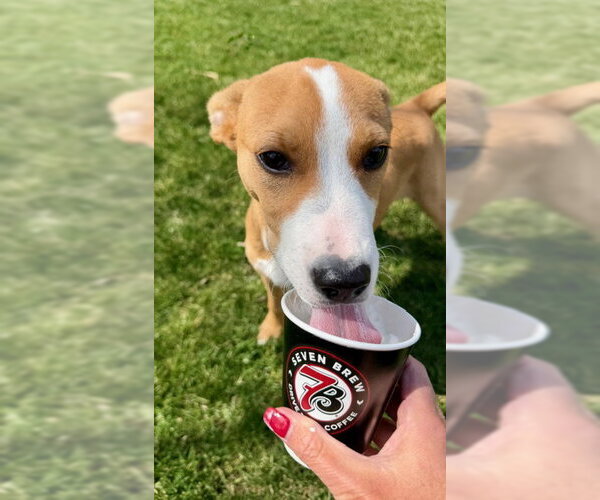 Medium Photo #10 Labrador Retriever-Unknown Mix Puppy For Sale in Plainfield, IL, USA