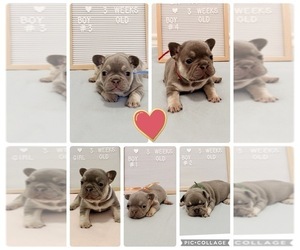 French Bulldog Puppy for sale in UNIVERSAL CITY, TX, USA