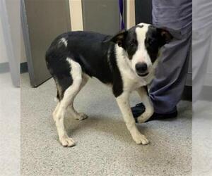 Medium Border Collie Mix