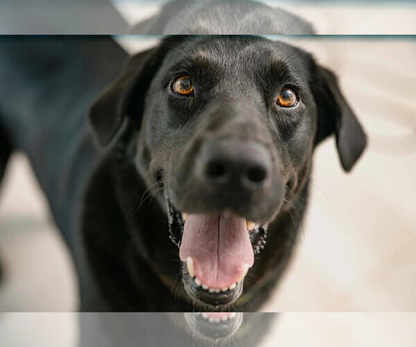 Medium Photo #4 Labrador Retriever Puppy For Sale in Fort Worth, TX, USA