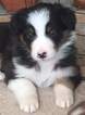 Small Australian Shepherd