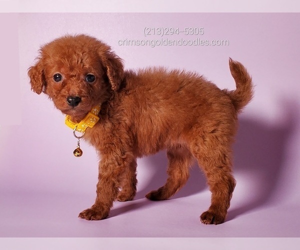 Full screen Photo #3 Goldendoodle (Miniature) Puppy For Sale in BREA, CA, USA