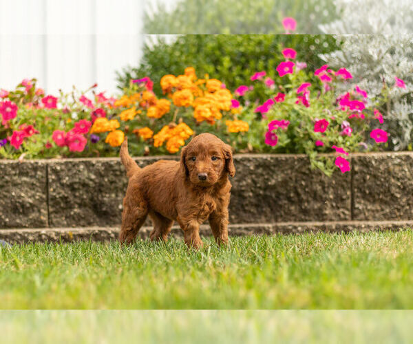 Medium Photo #5 Goldendoodle Puppy For Sale in NAPPANEE, IN, USA