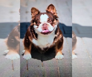 Father of the French Bulldog puppies born on 01/25/2026