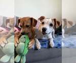 Small #3 Chihuahua-Whippet Mix