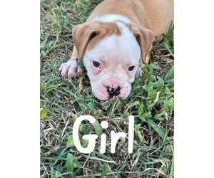 American Bulldog Puppy for sale in BROOKLET, GA, USA
