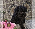 Small Photo #4 YorkiePoo Puppy For Sale in KINZERS, PA, USA