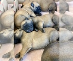 Small Photo #7 Belgian Malinois Puppy For Sale in SAN ANTONIO, TX, USA