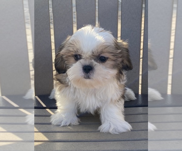 Medium Photo #8 Shih Tzu Puppy For Sale in CANOGA, NY, USA
