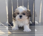 Small Photo #8 Shih Tzu Puppy For Sale in CANOGA, NY, USA
