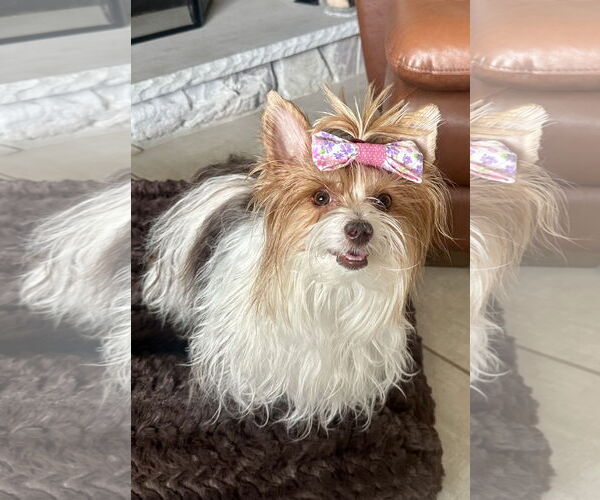 Medium Photo #2 Mutt Puppy For Sale in Sandy, UT, USA