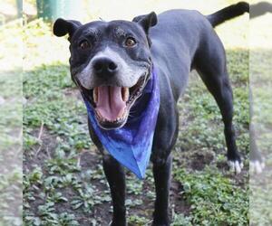 Labrador Retriever-Unknown Mix Dogs for adoption in San Antonio, TX, USA